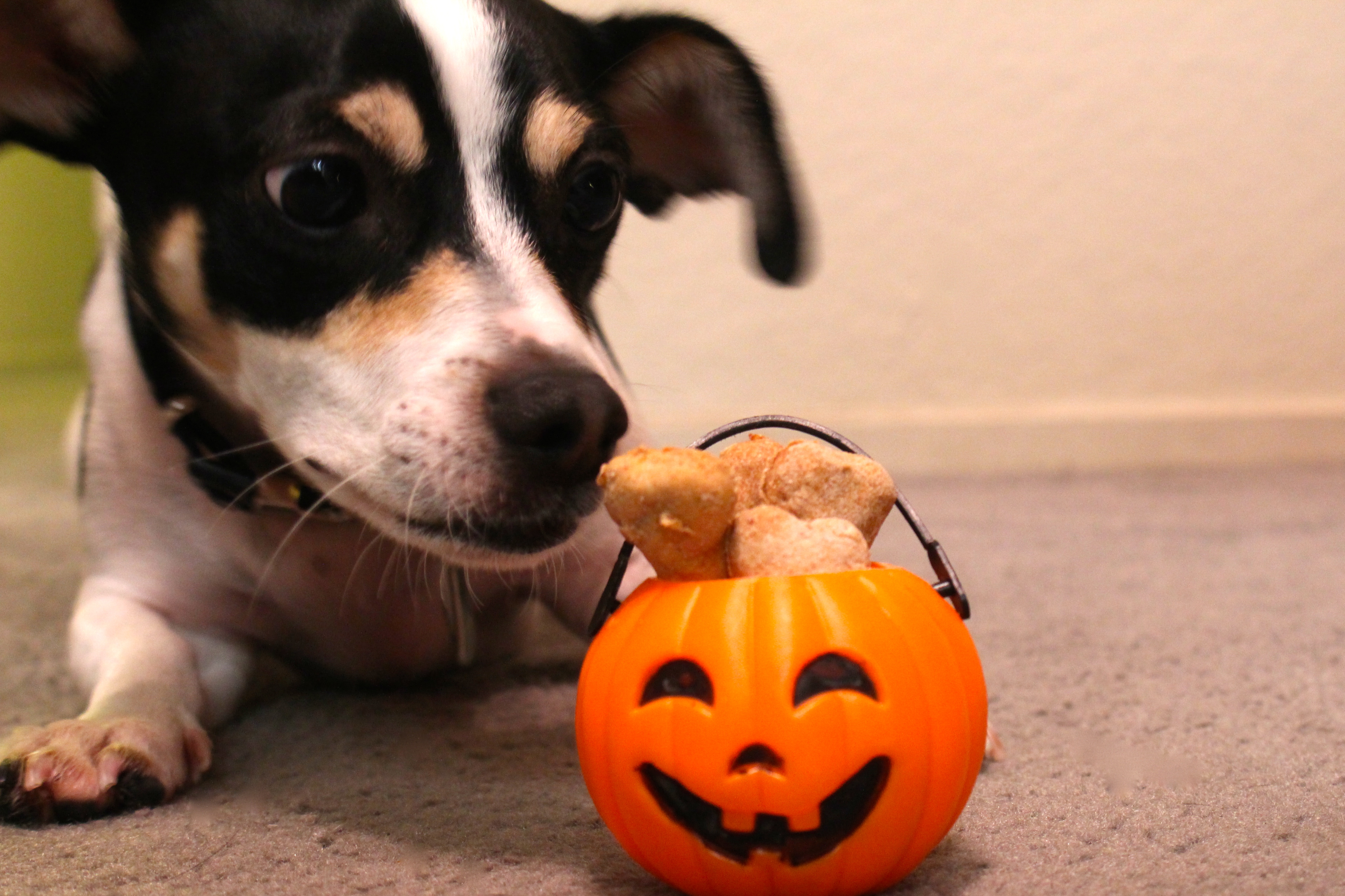 pumpkin dog treats